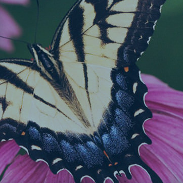 Trillium Native Landscapes